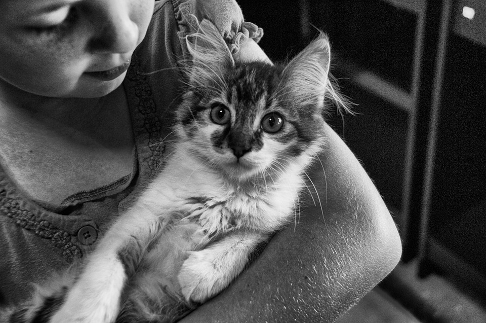 Are You Kitten Me?