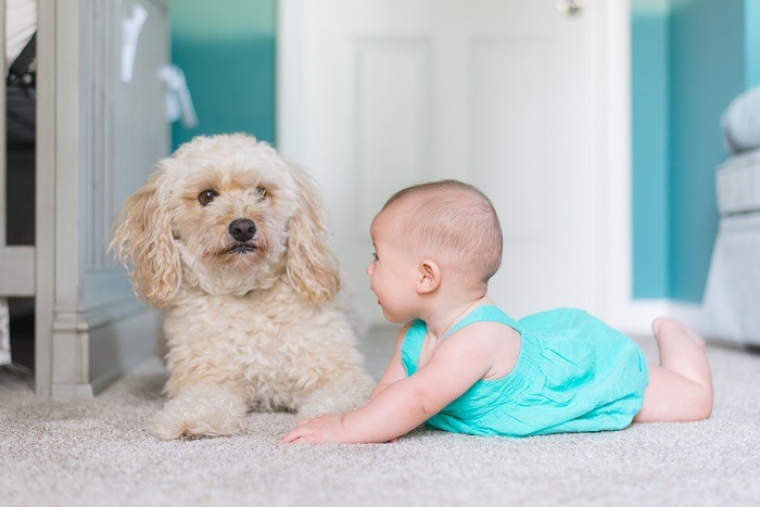 Dog with Baby 